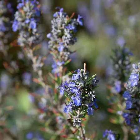 Casal Do Frade Sesimbra